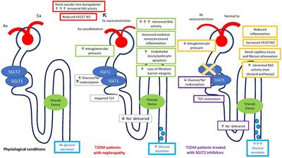 Frontiers | Effects Of SGLT2 Inhibitors And GLP-1 Receptor Agonists On ...